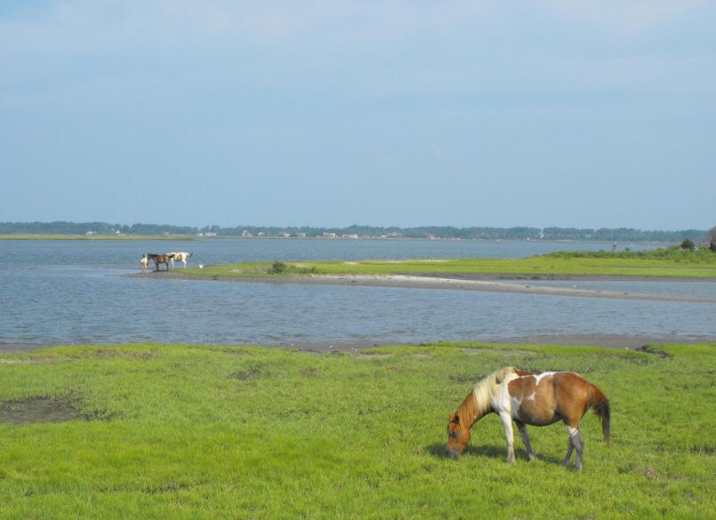 Chincoteague National Wildlife Refuge, Virginia, USA